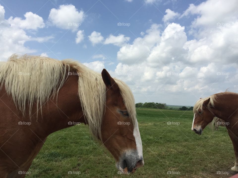 Big Beautiful Belgium Horses