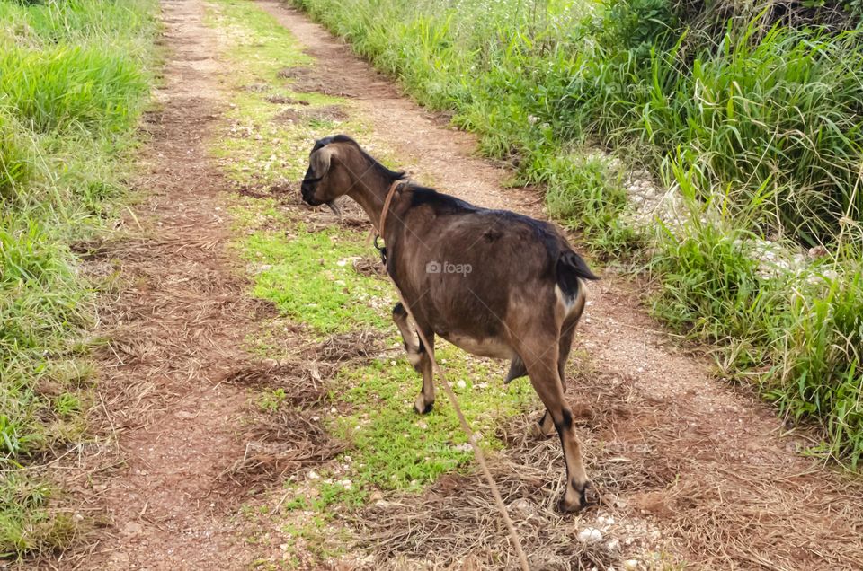 Goat Walking On Dirt Road