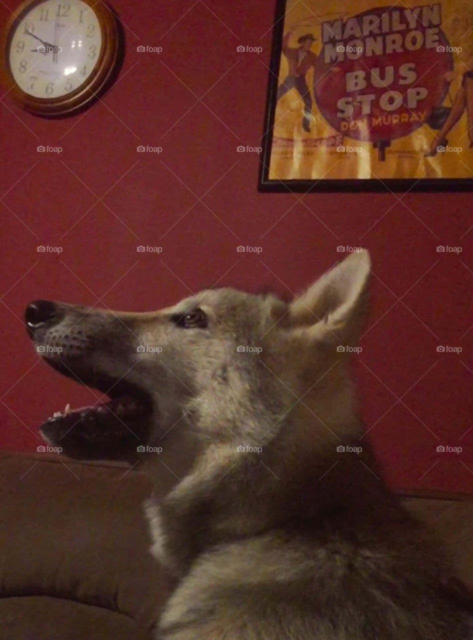 Wolf watching TV