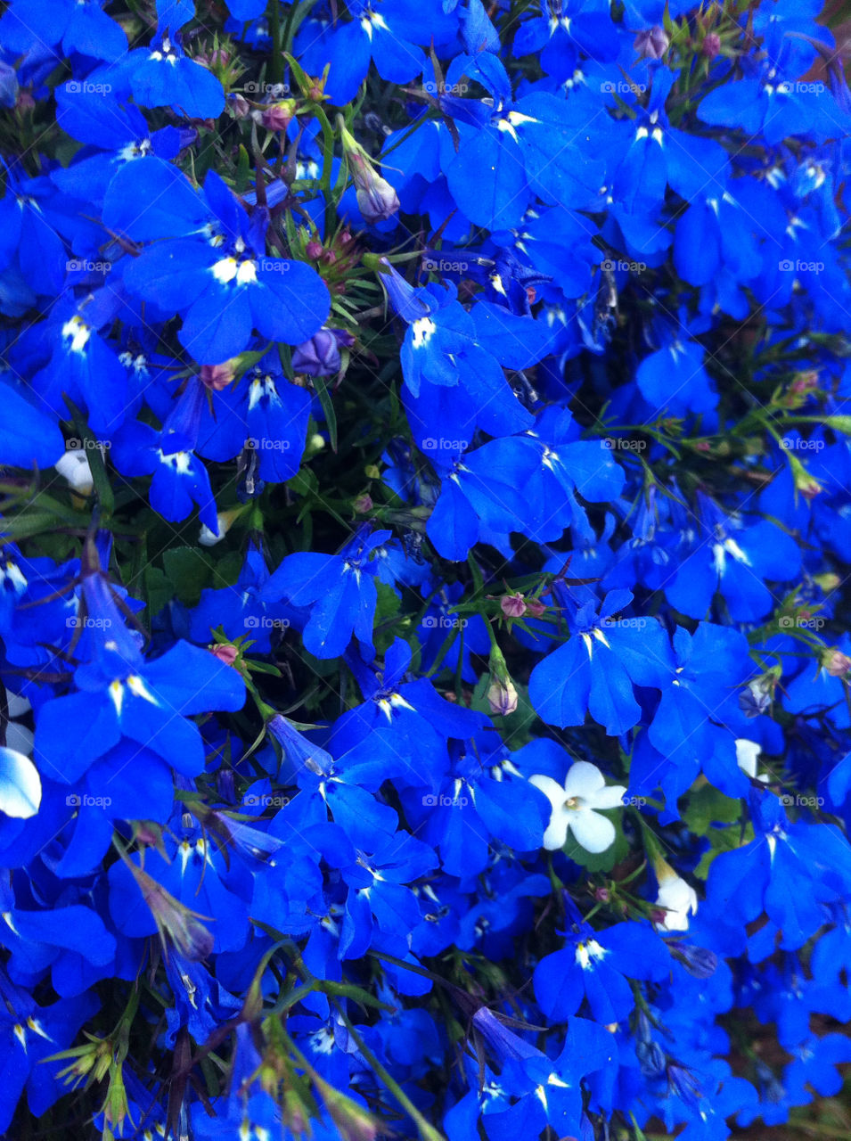 flowers garden pretty blue by derrybirkett