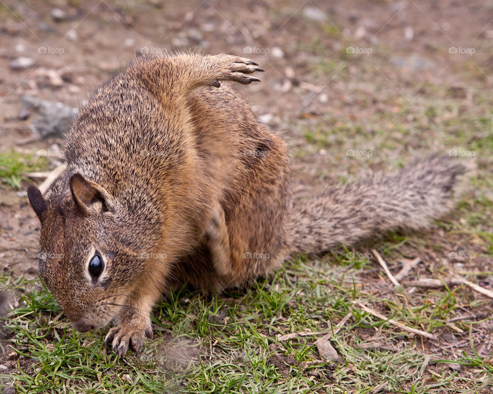 squirrel mammals animals wildlife by hollyau92