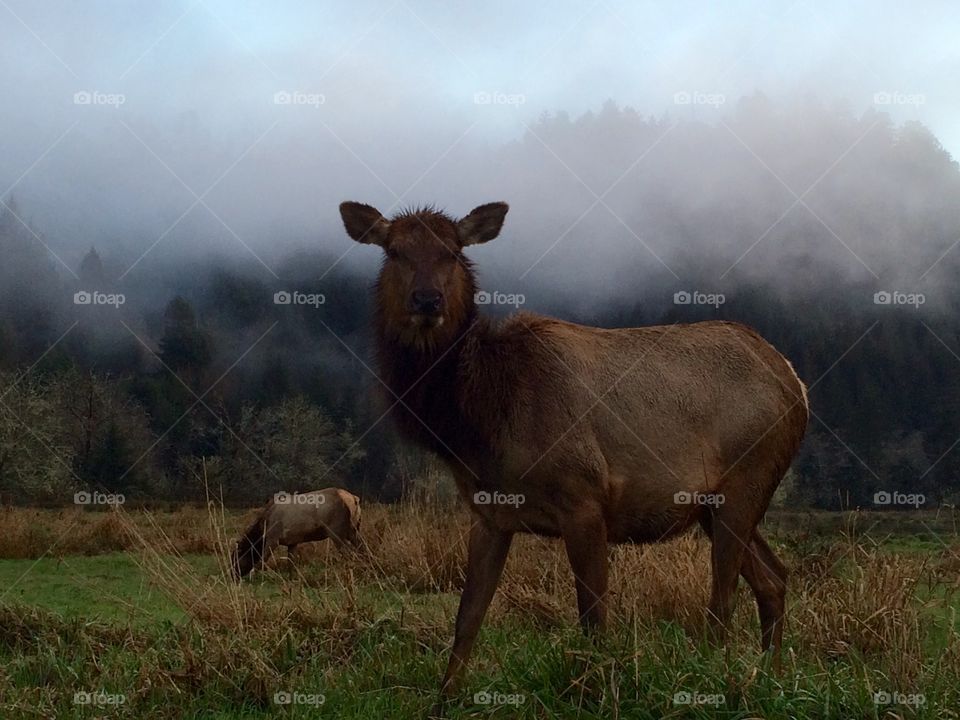 Arcata elk