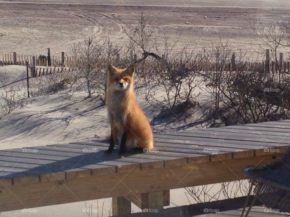 Fox