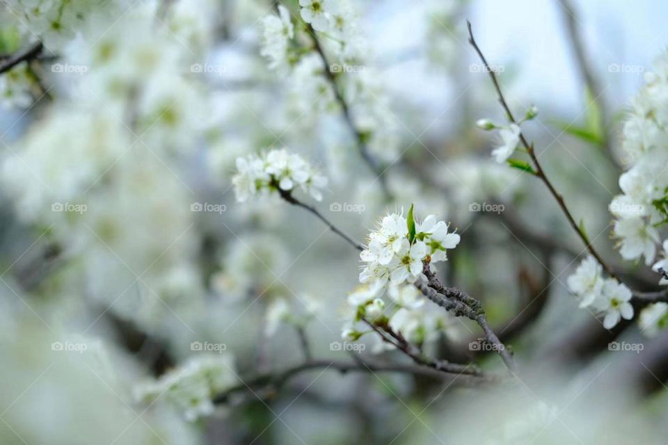 White Flowers