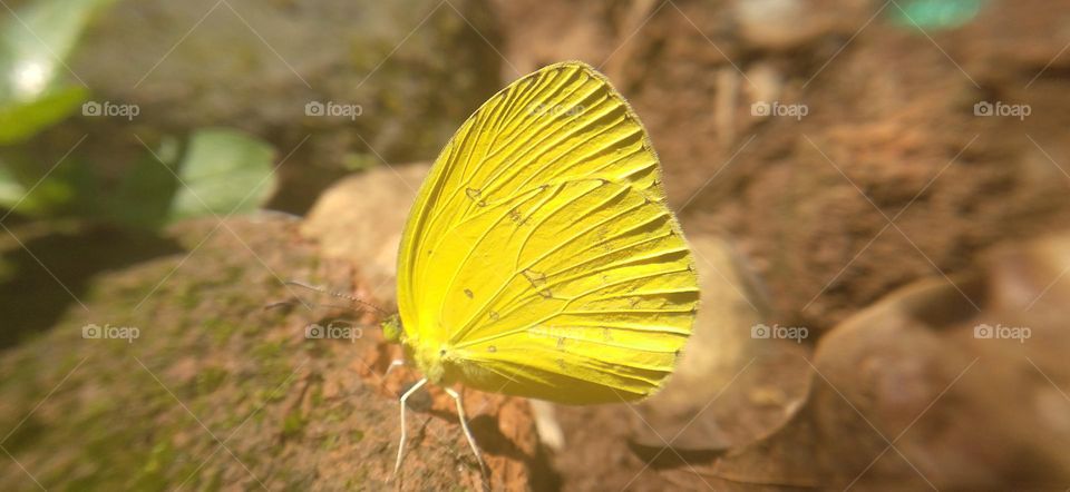 A small yellow butterfly perched on the ground