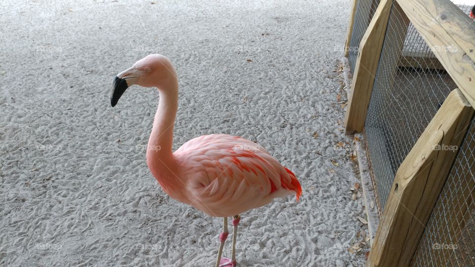 Flamingo park