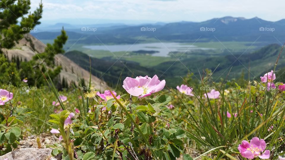 Wildflowers on Hahns Peak.