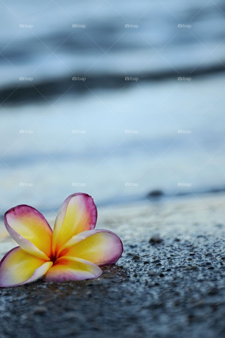 Pink Plumeria flower White sand on the floor background Waves on the beach with sunset.
