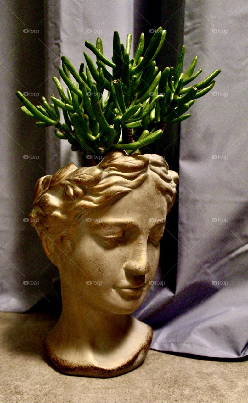 Lady Crassula ovata, money tree in statue vase