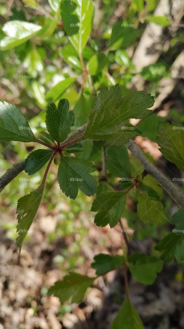 hawthorn leaves at March