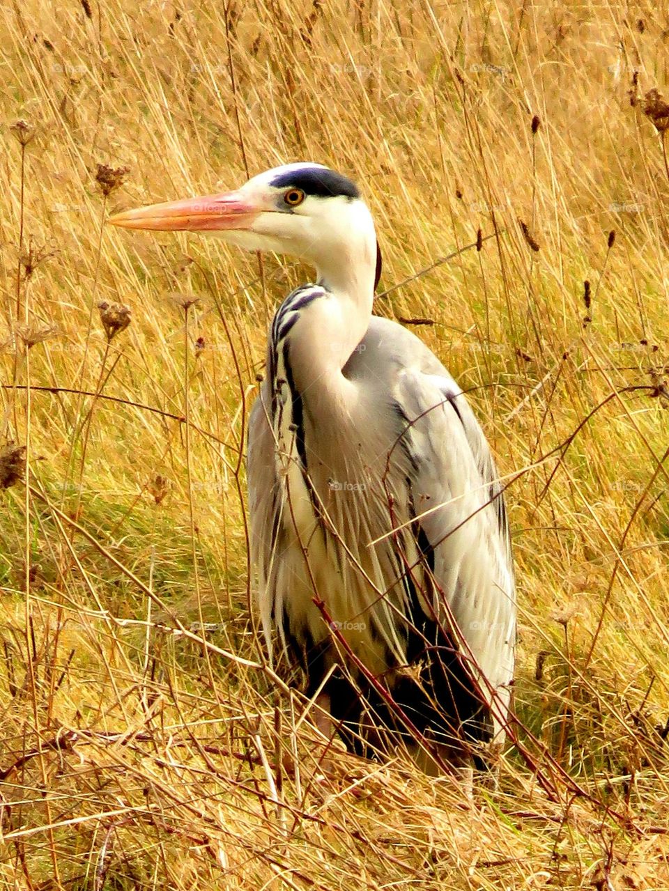 heron