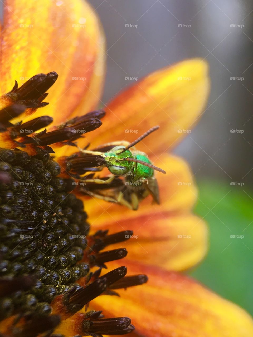 Macro shot of bee pollinating on flower