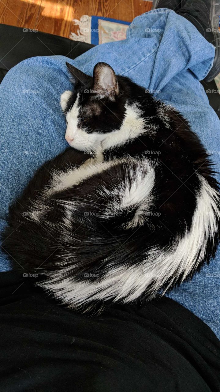 Bundled lap cat