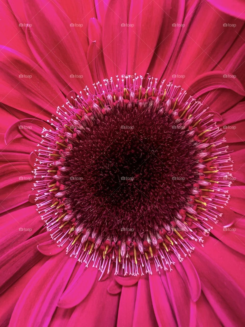 Beautiful flower of Barberton daisy in full framed.