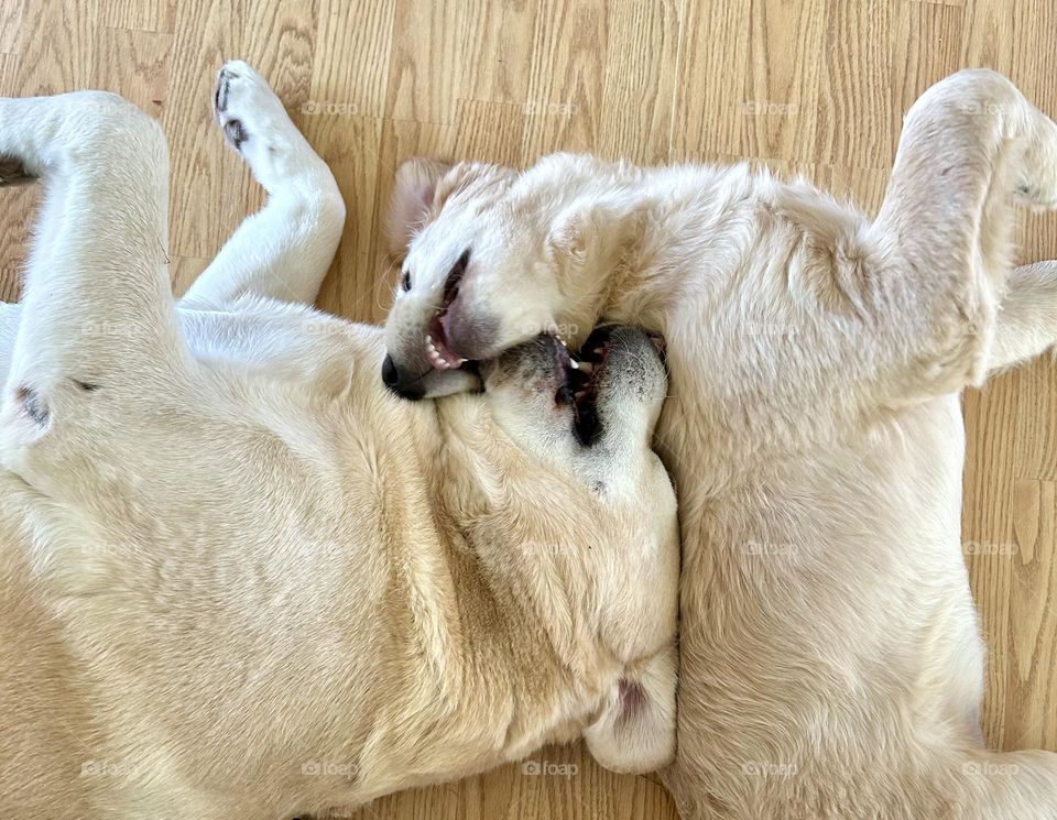 Dog and puppy playing