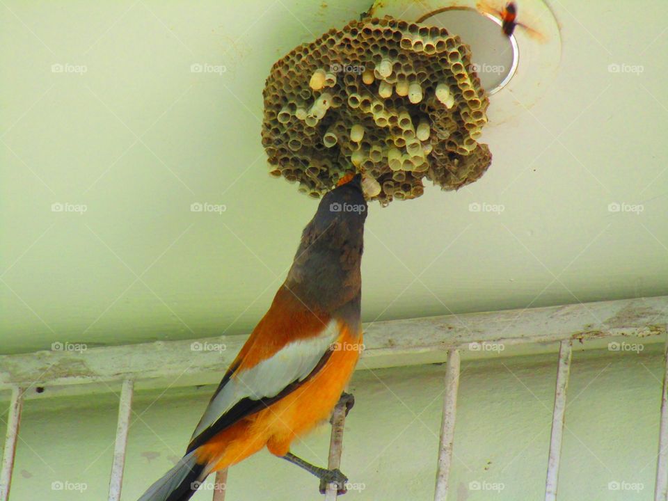 The rufous treepie (Dendrocitta vagabunda) is a treepie, native to the Indian Subcontinent and adjoining parts of Southeast Asia. It is a member of the crow family, Corvidae.
