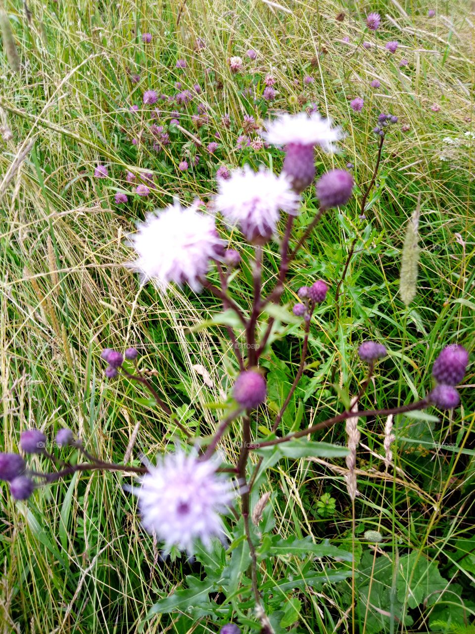 луговые цветы