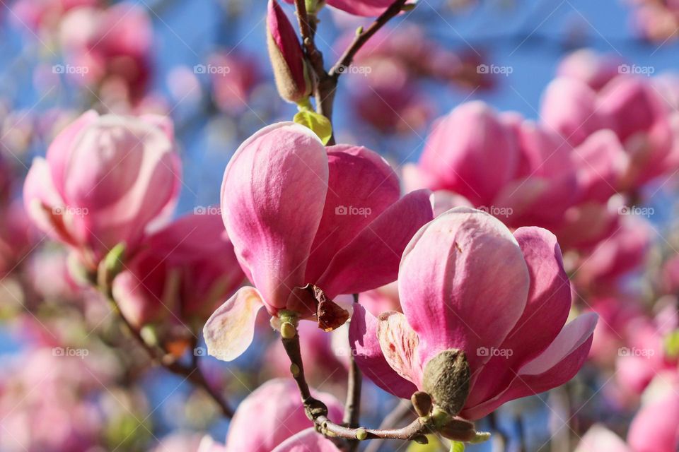Beautiful background of blooming pink magnolia against a blue clear sky, close-up view from below.