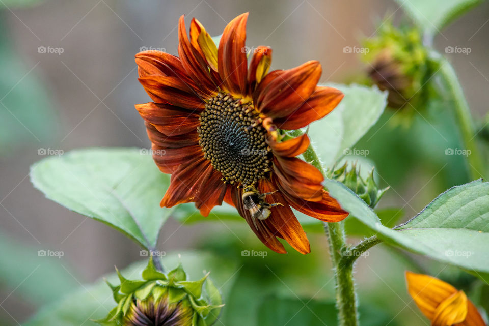 sunflowers bees and bumblebees