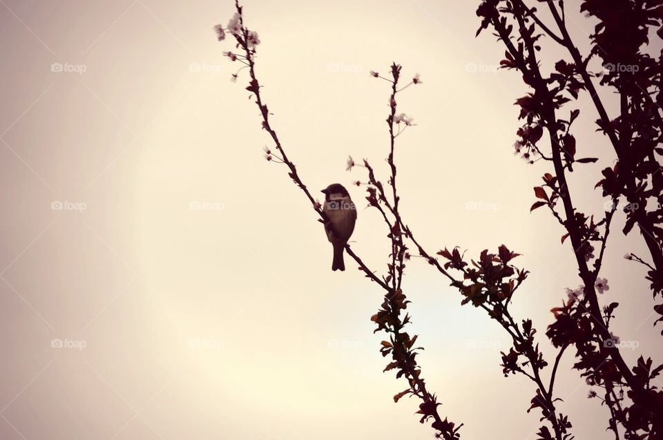 bird. bird in tree.