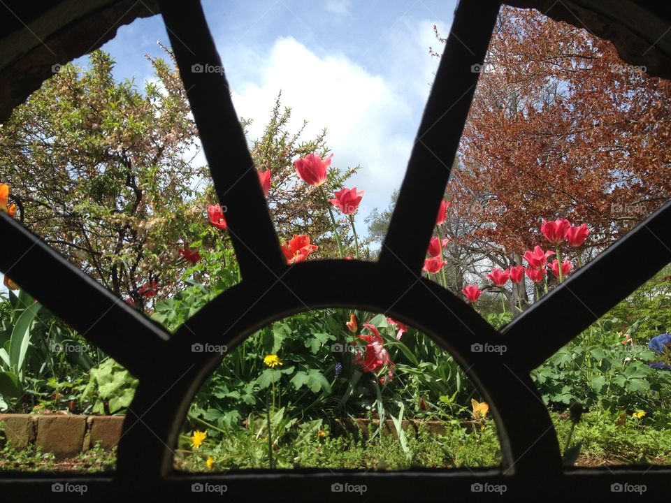 View of flowers through window