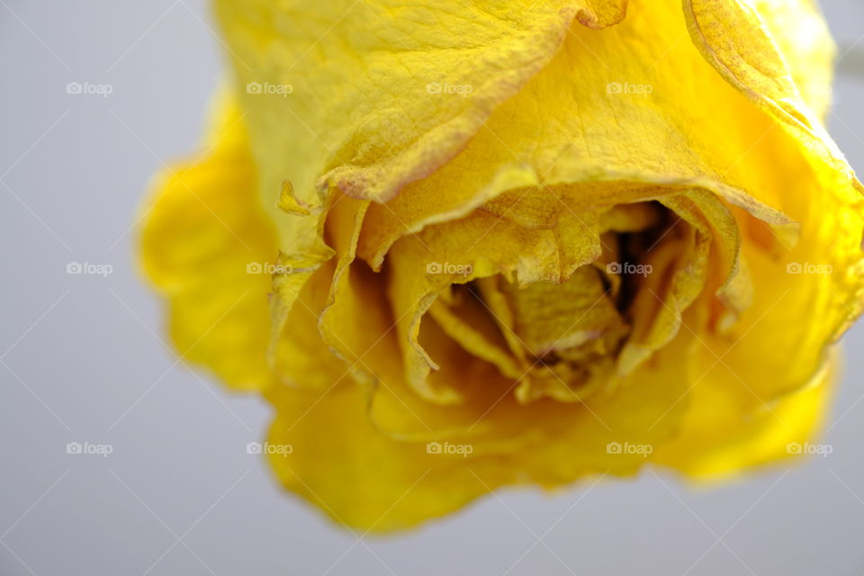 Just a flower
Rose
Yellow rose