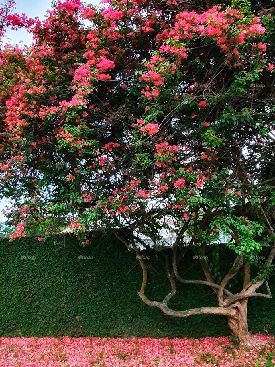 buganvílias Sul Brasil