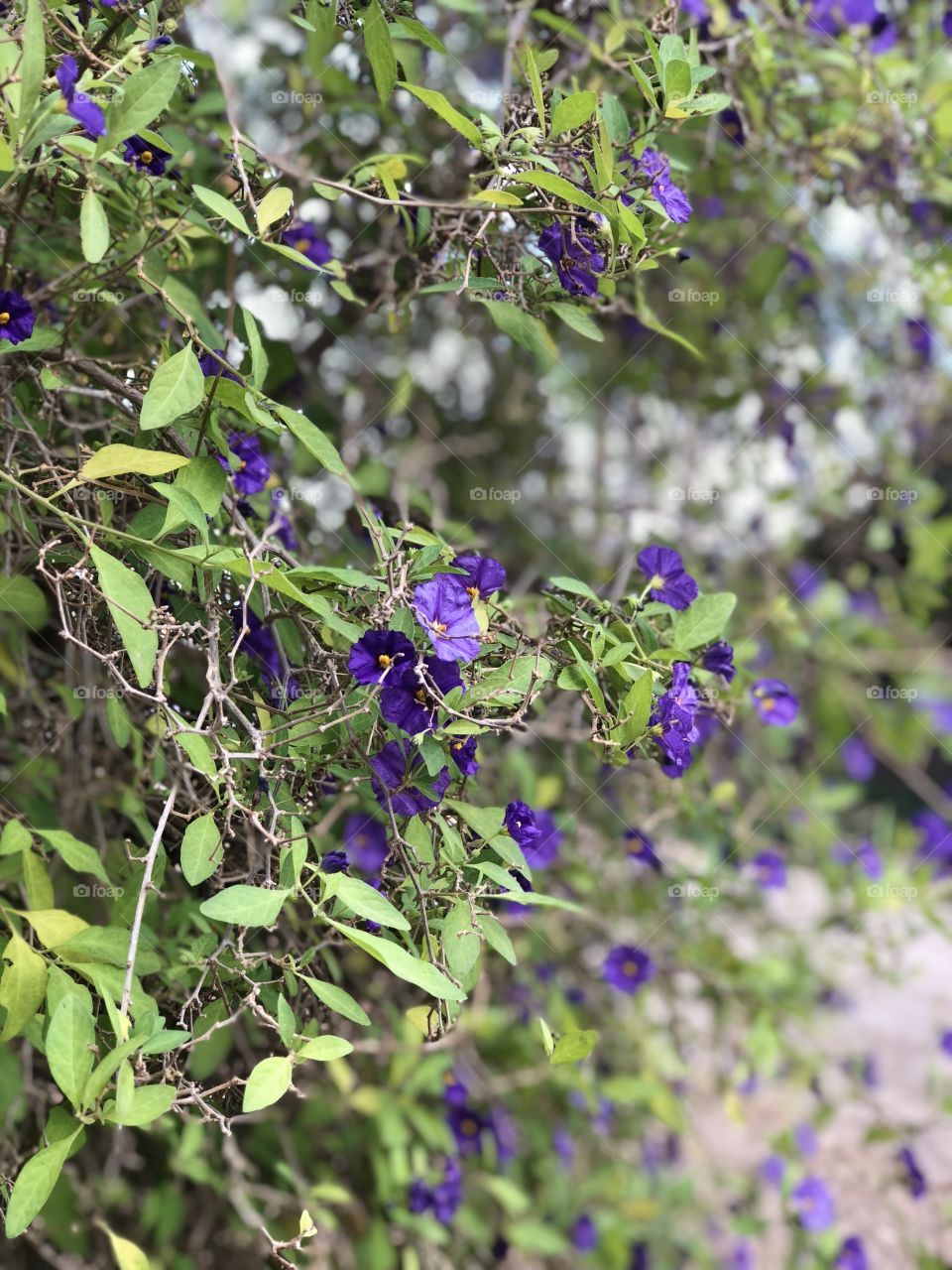 Purple flowers 