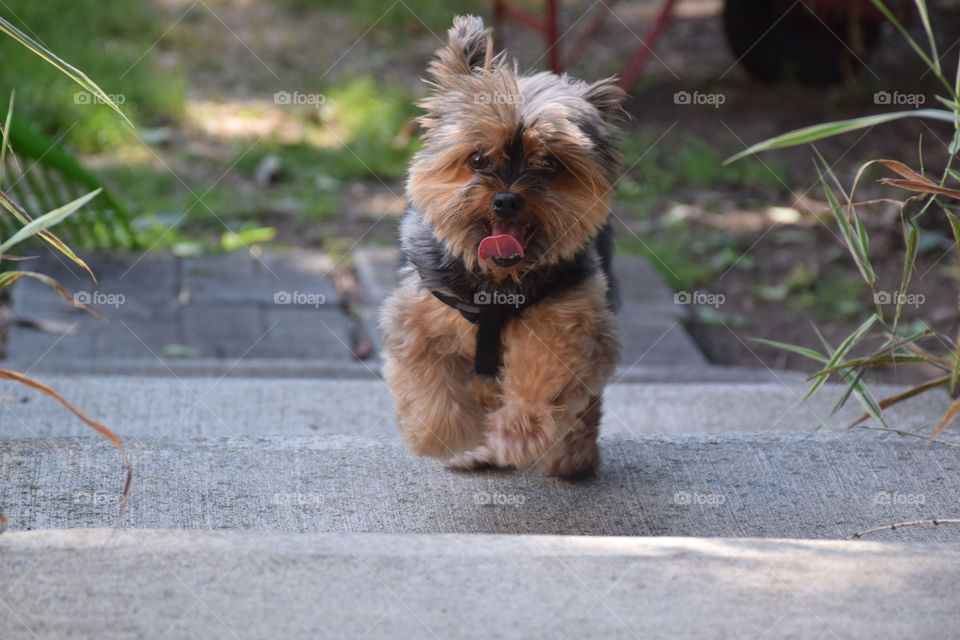 Running up the steps on our walk