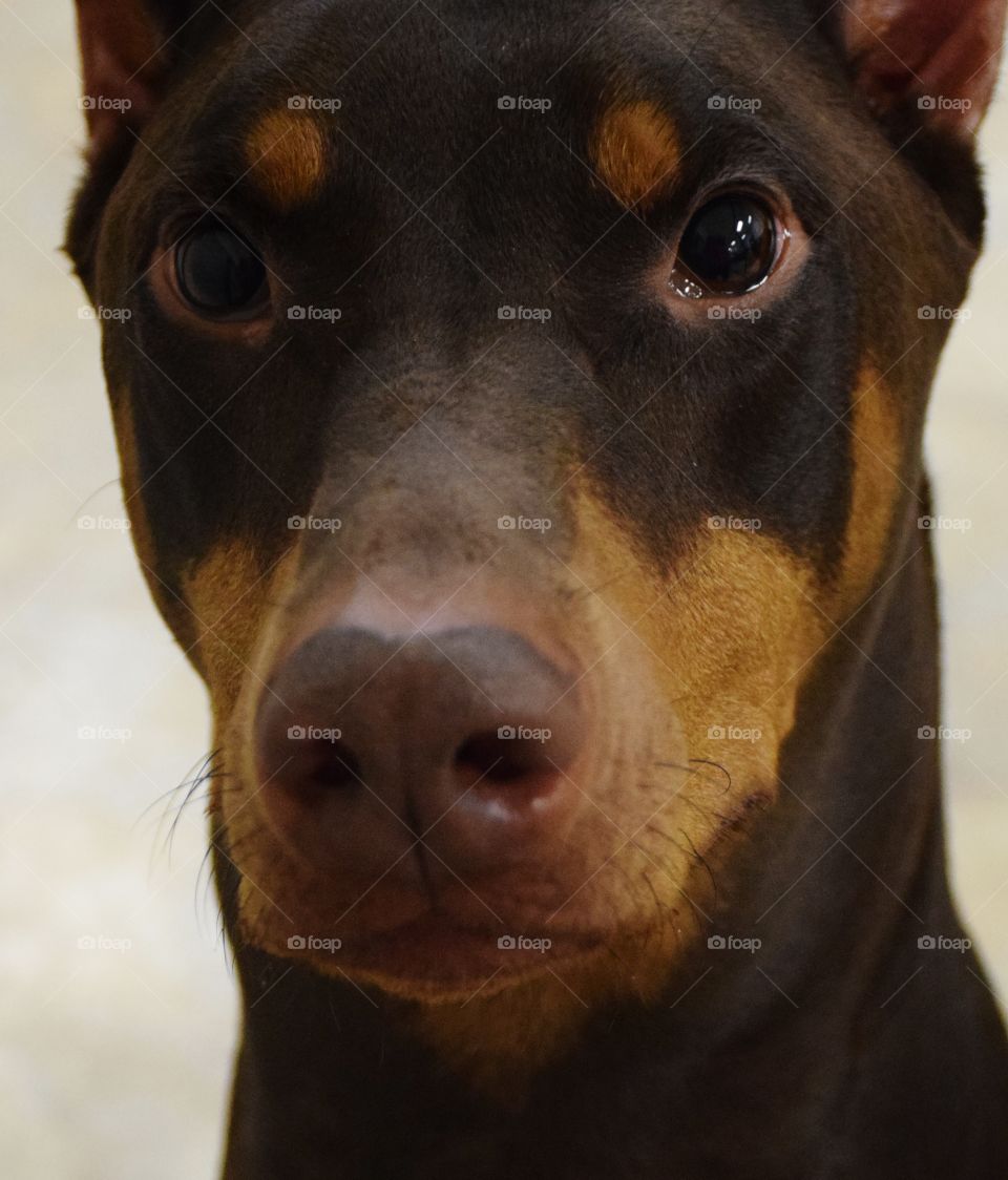 Sweetie Dobe