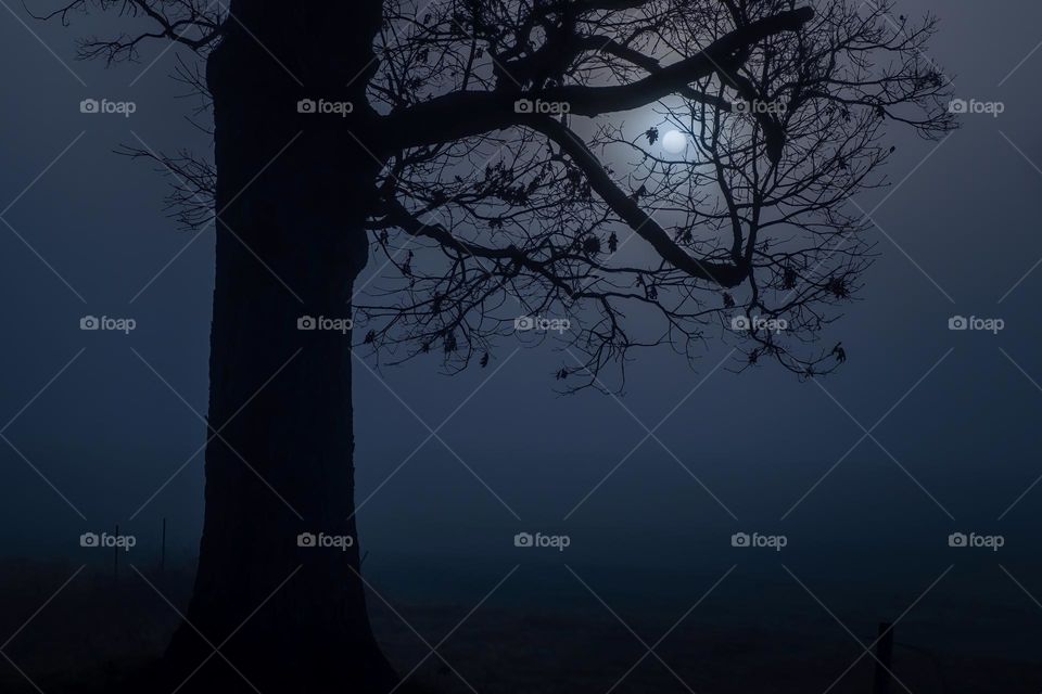 Despite the remaining few autumn holdouts clinging to the branches, winter has arrived, accompanied by chilling fog and mist. 