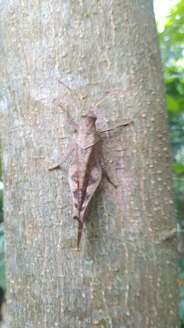 Grasshoppers perched on trees