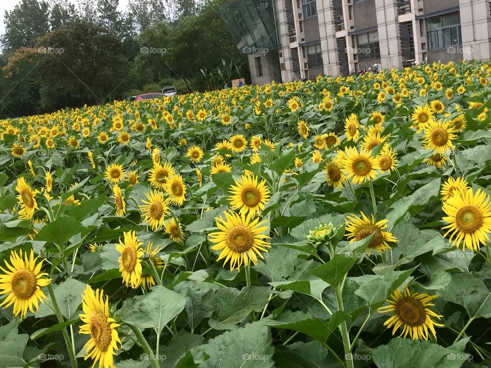 Sunflower bloom......🌻