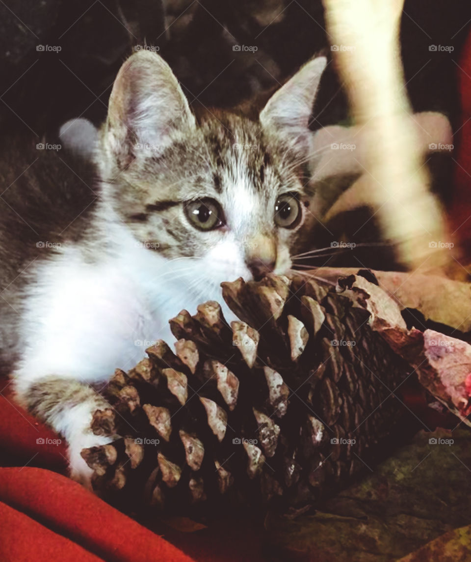 Tiny grey and white kitten plays with large pine cone