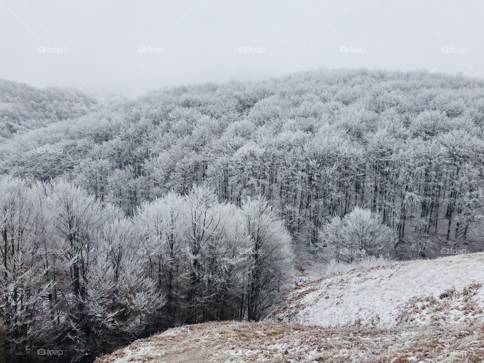 Forest of trees covered in snow