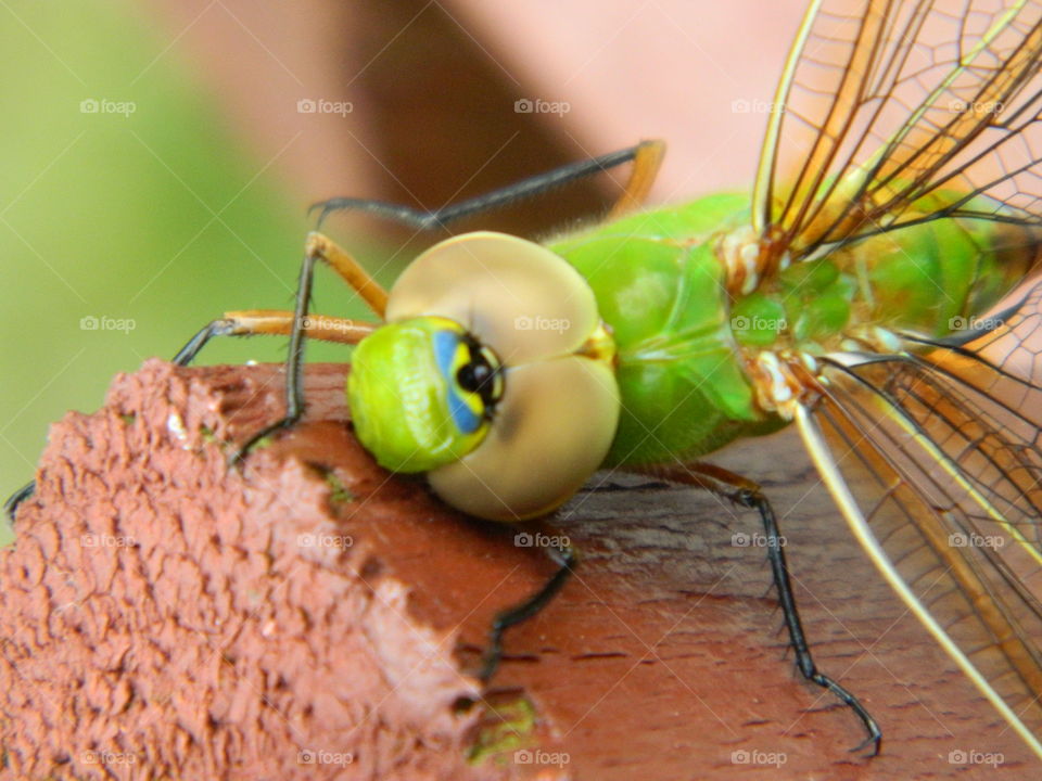 close-up of a dragonfly