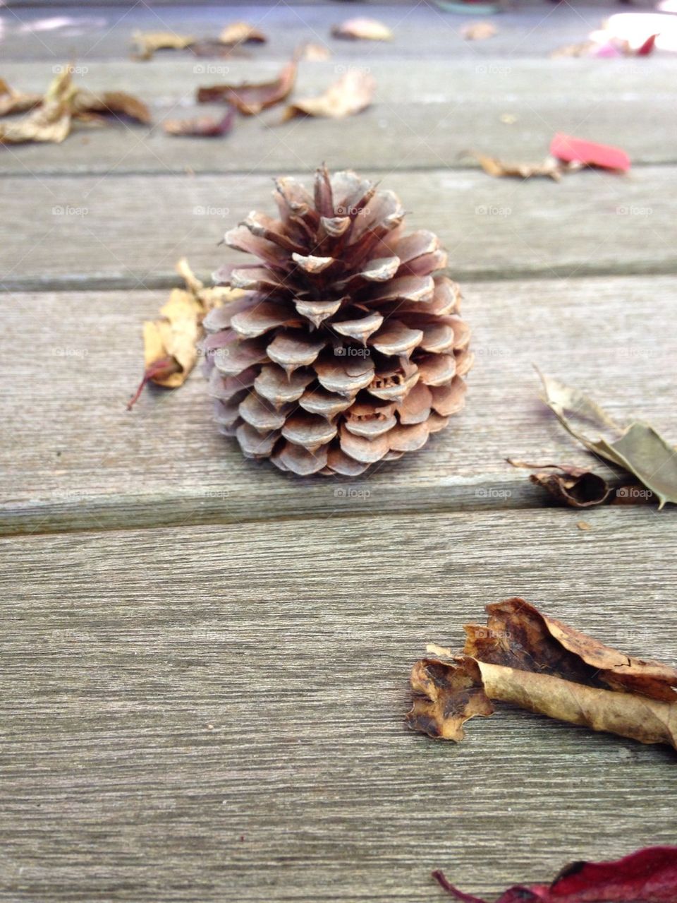 Pine cone 