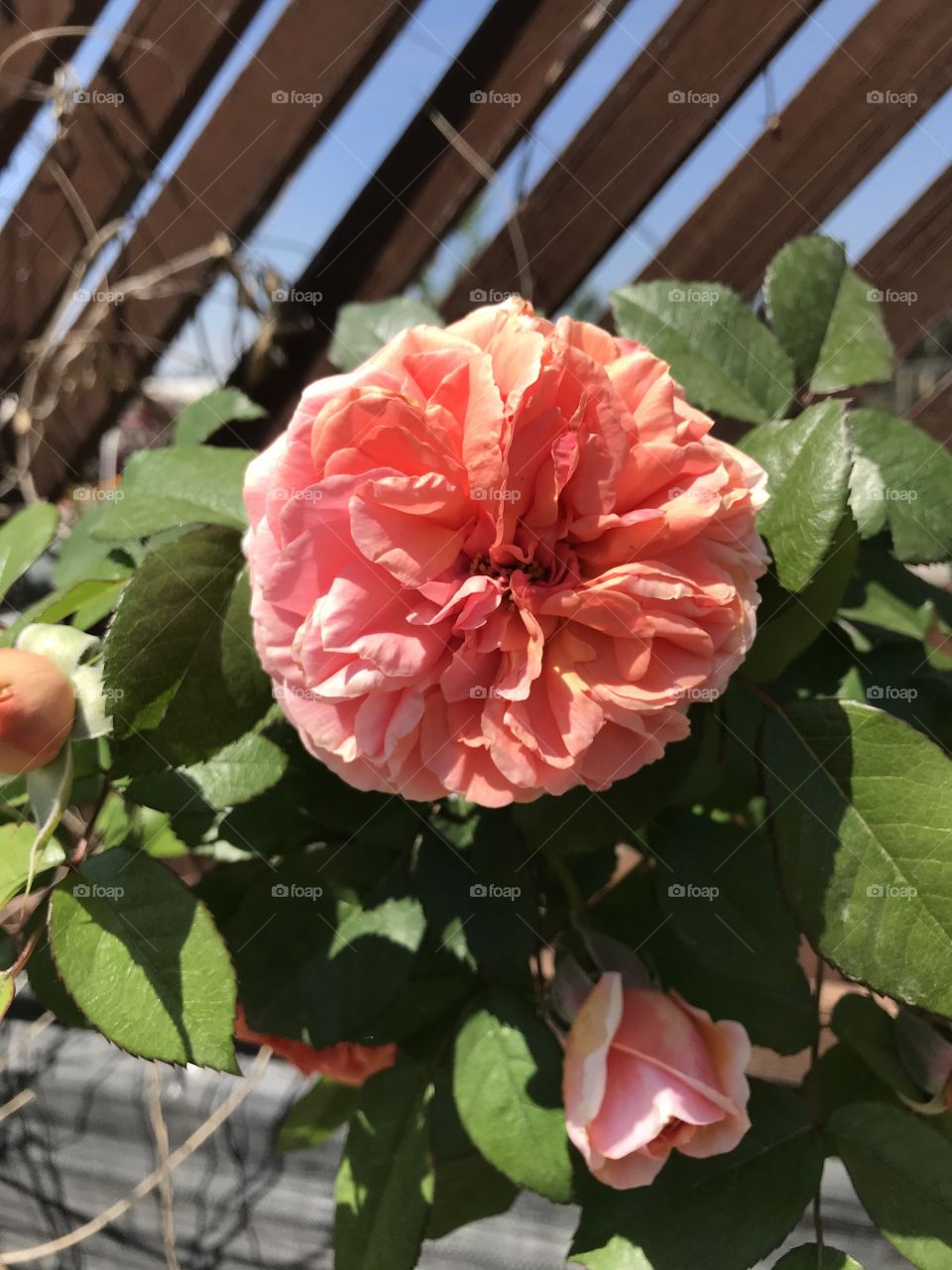 Peach coloured rose.
