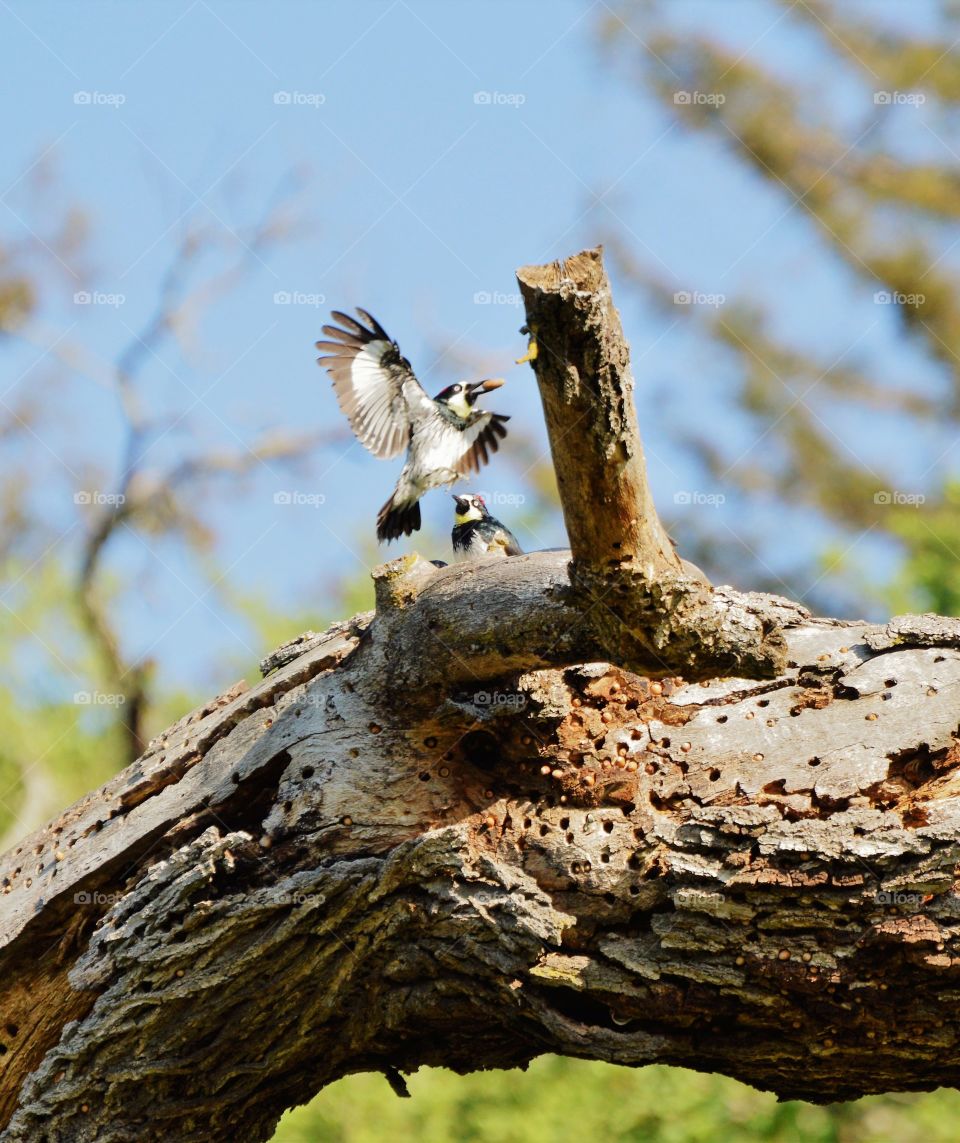 woodpeckers storing nuts for the winter in a tree