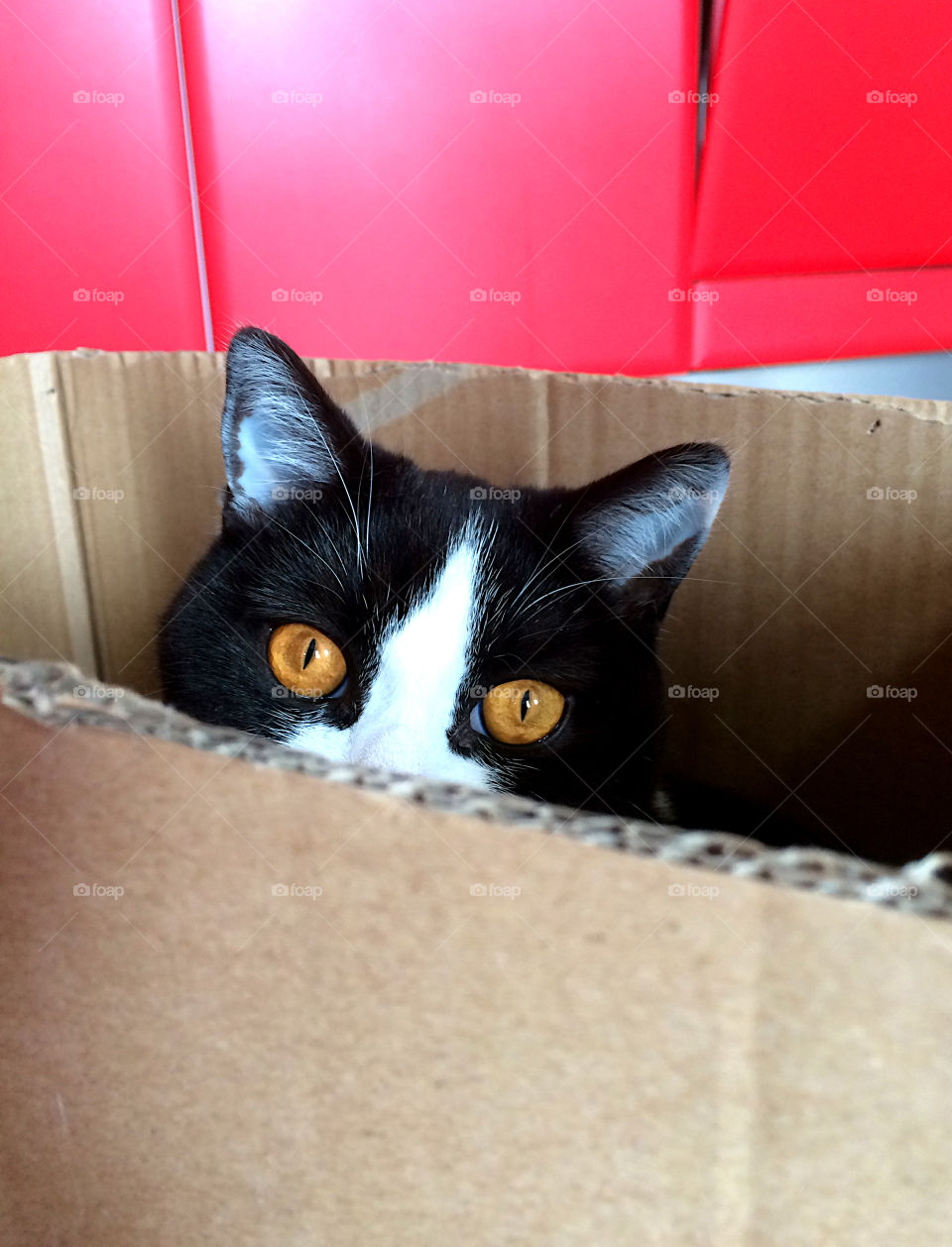 Cat in the box