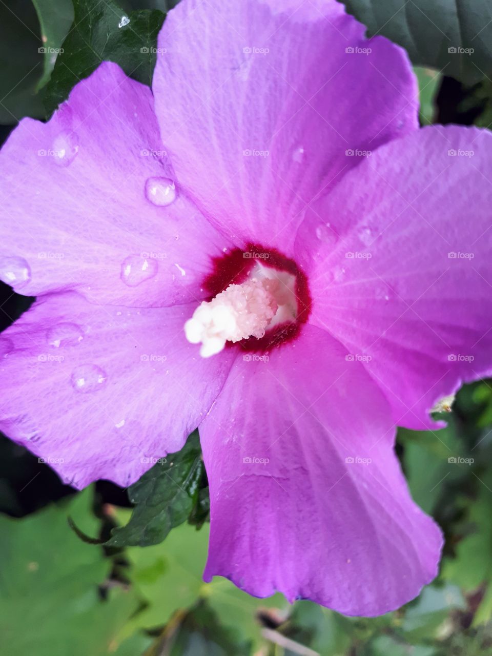 summer rain drops on a pink hibiscus