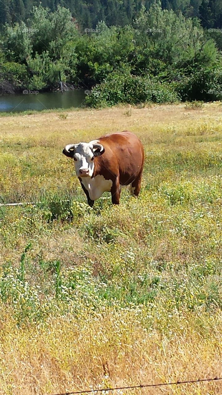 Horned Cow