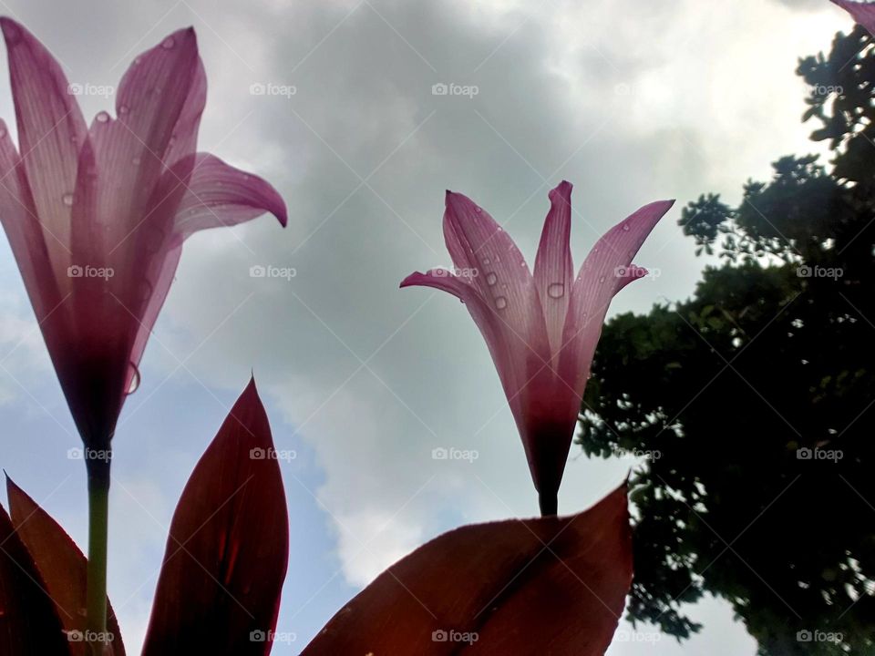 water lily, a rainy afternoon and they looking at the sky with beautiful splendor