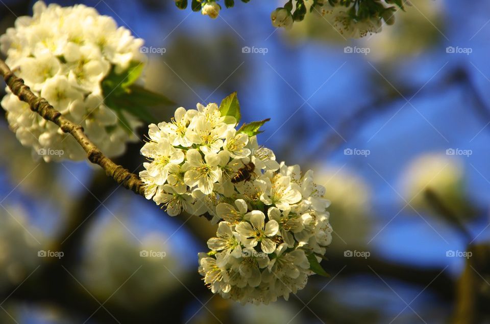 Cherry tree blossom