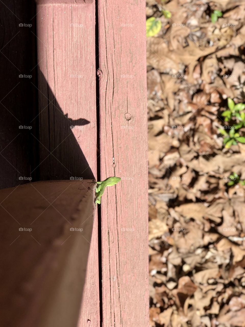 Bright green gecko lizard on front porch in sun 