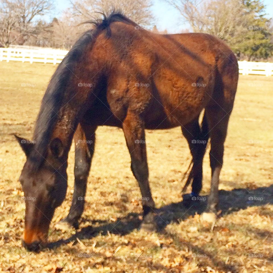 This is a retired thoroughbred racehorse grazing in the pasture, living a very happy life now! 
