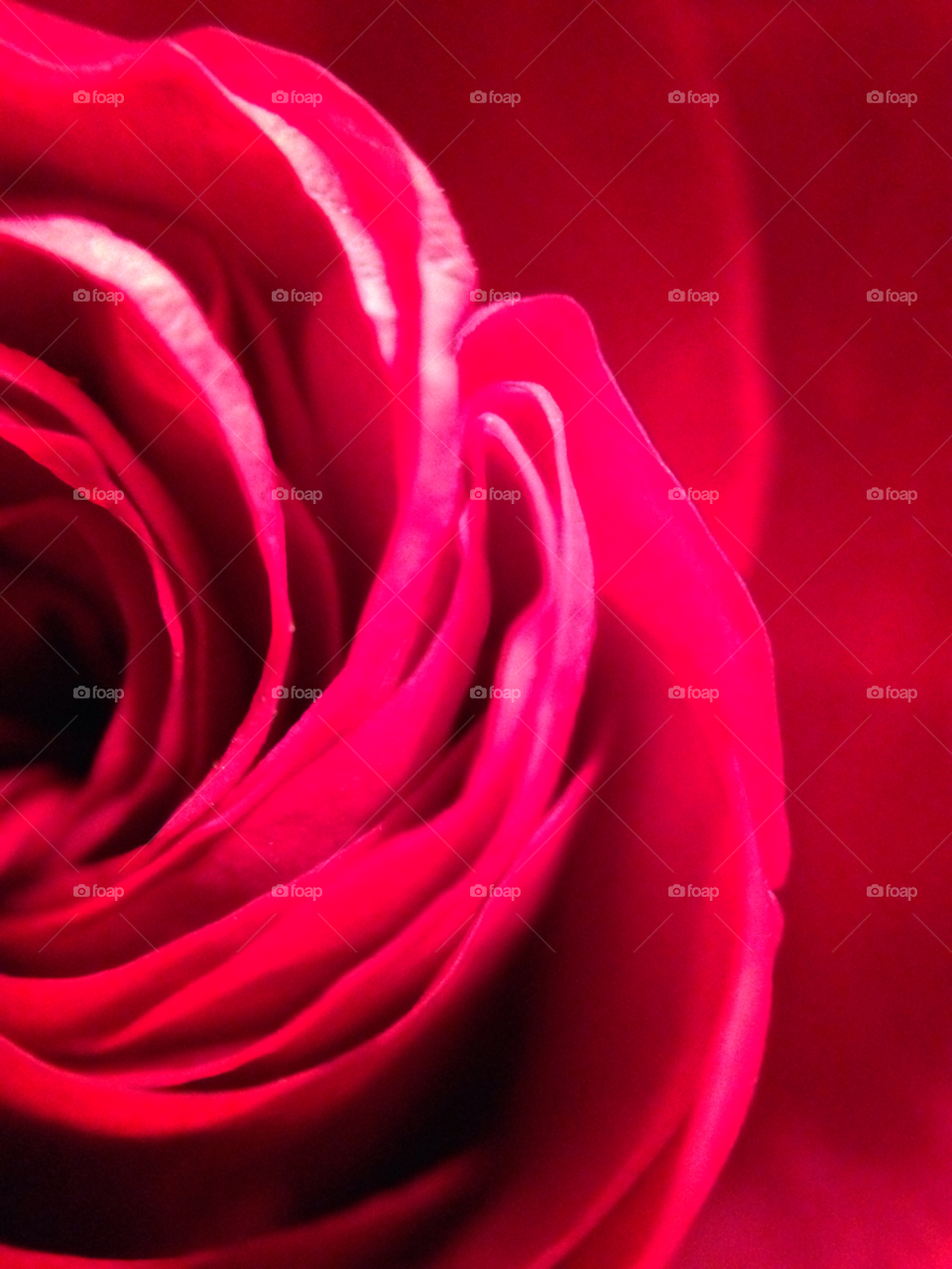flower red blomma rose by elluca