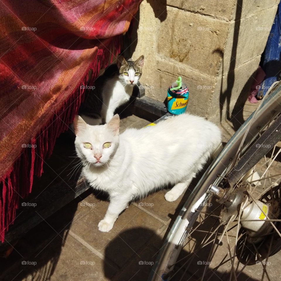 Two beautiful cats looking at camera