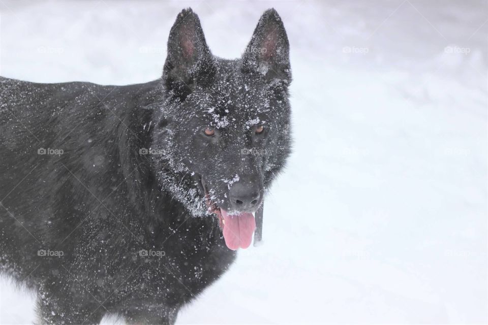 Our stunning black German shepherd looking intense standing against a snowy white background. 