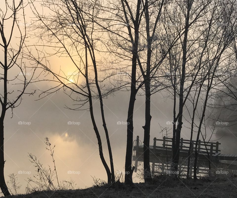 Bare trees on the field at sunrise